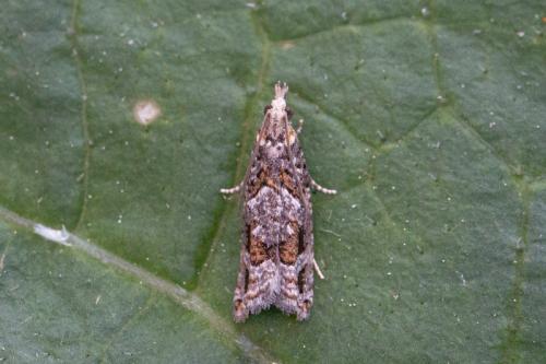 Réf. 247 587 : Acroclita sonchana